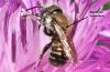 Osmia sp.